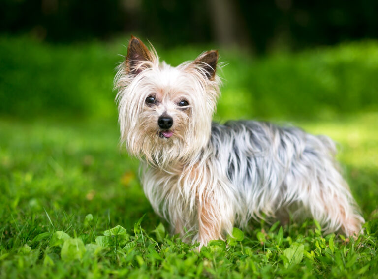 Yorkie on field