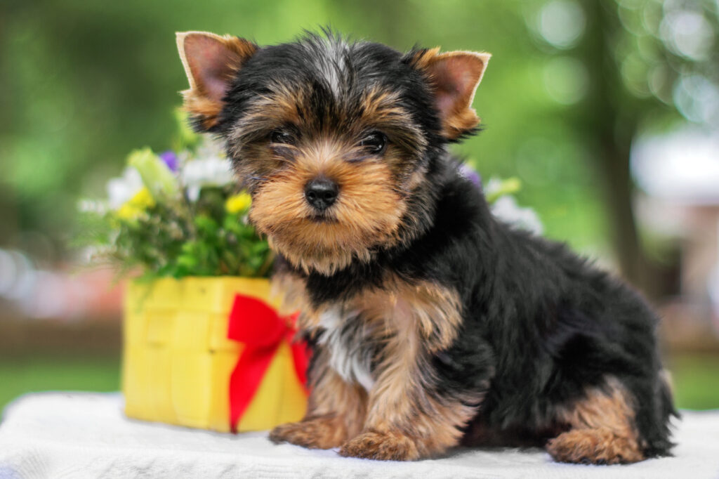 yorkshire terrier puppy