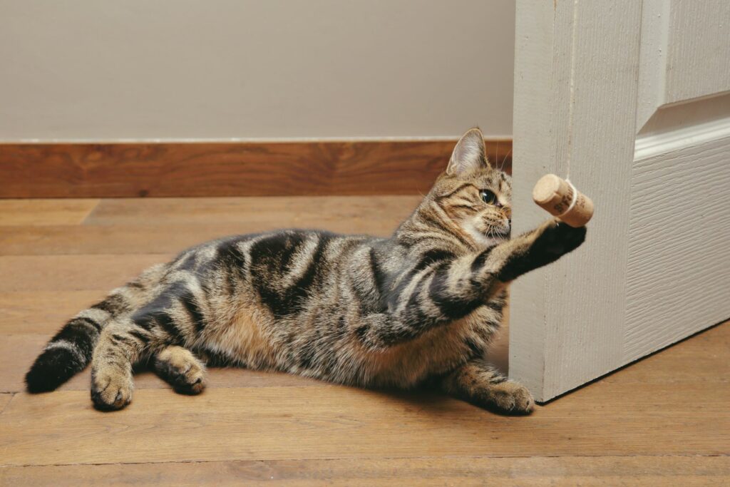 cat playing with wine cork cat playing with wine cork