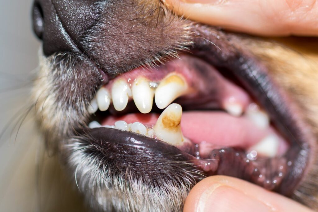 Dog teeth tartar