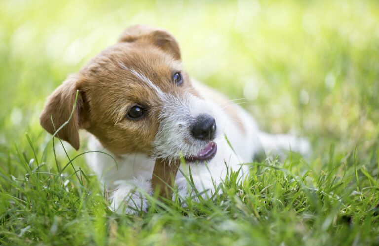 Dog eating dental treat