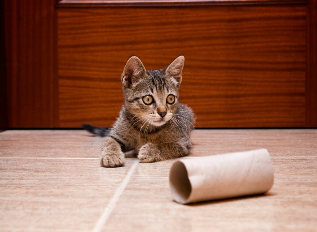cat playing with toilet roll