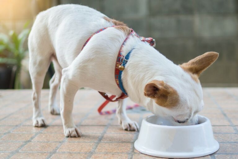 Chihuahua eating