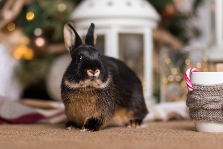 Rabbit on floor celebrating Christmas