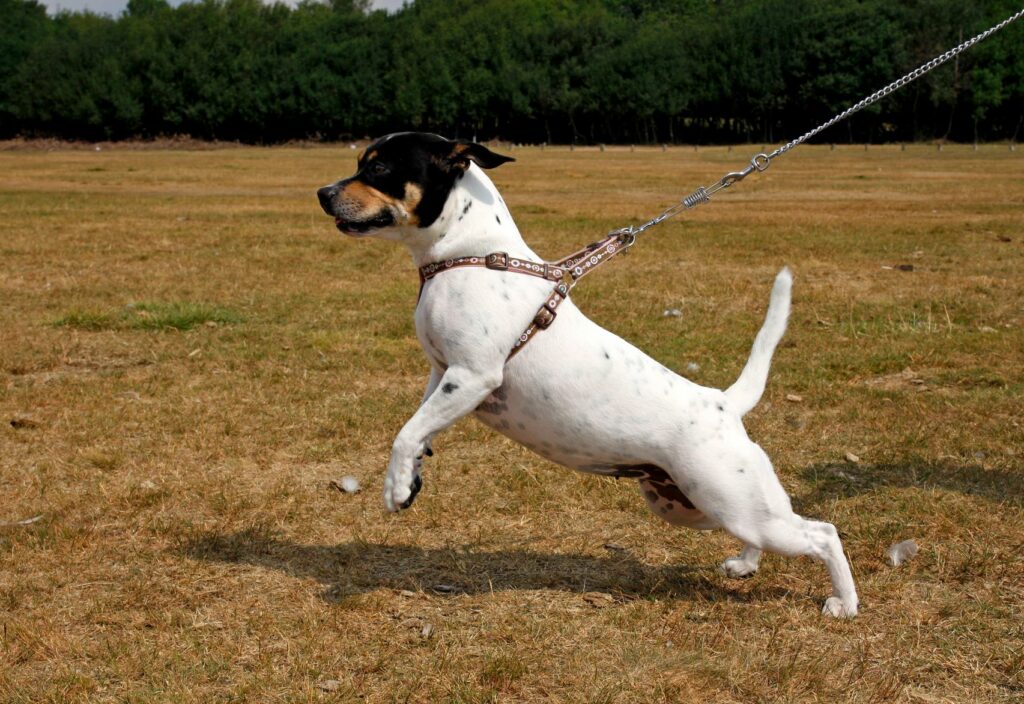 dog pulling lead dog pulling lead