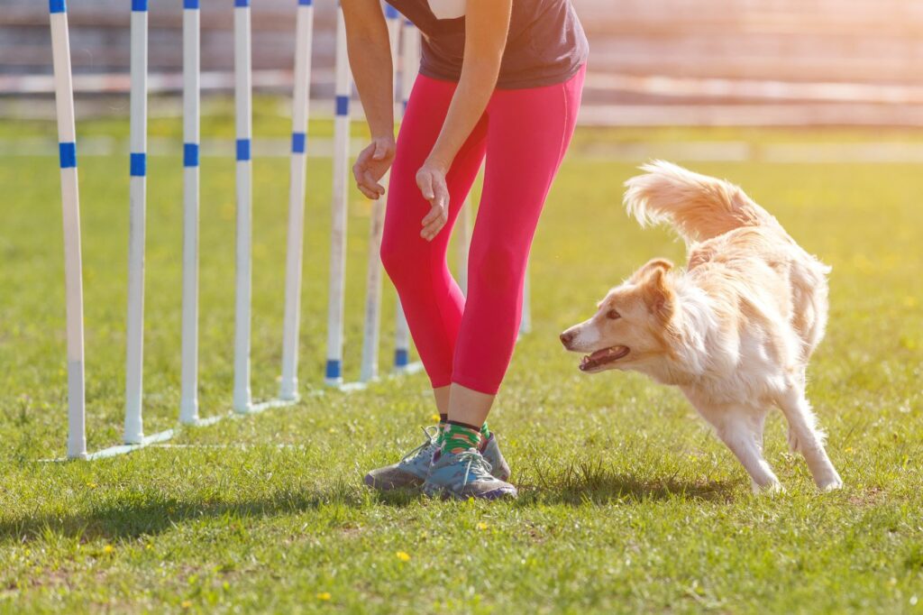 dog training orders dog training orders