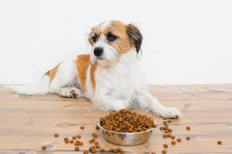 Dog with overflowing dry dog food in bowl