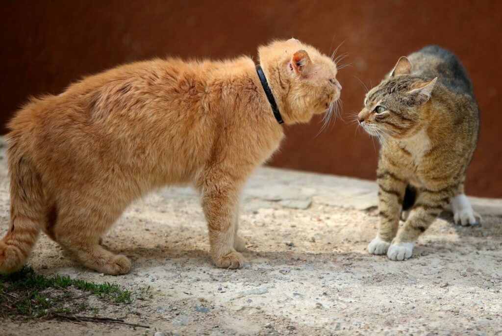 two cats fighting