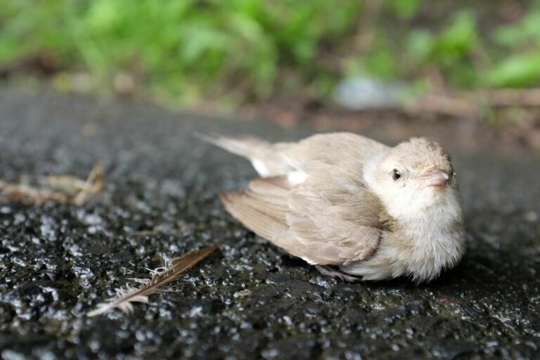 injured bird