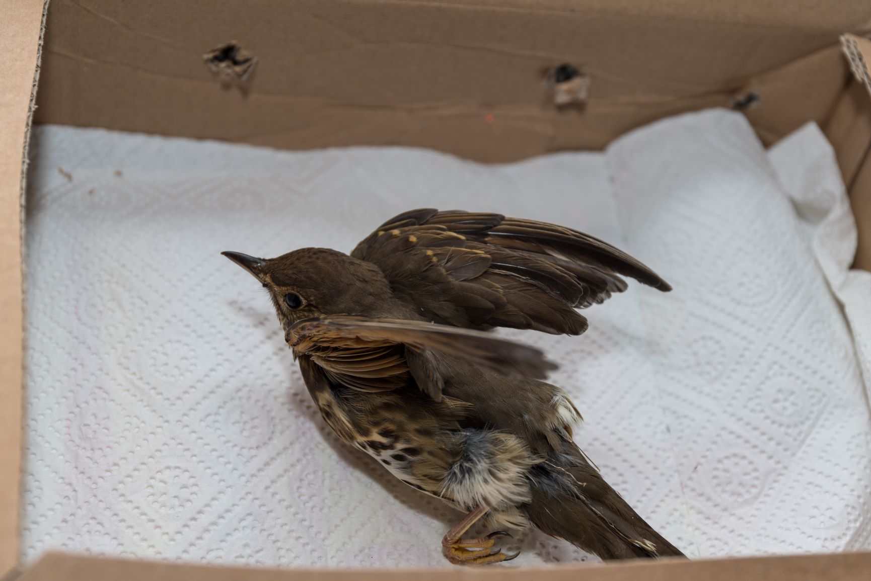 injured wild bird in cardboard box