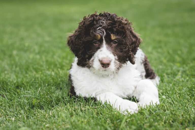 Bernedoodle dog breed