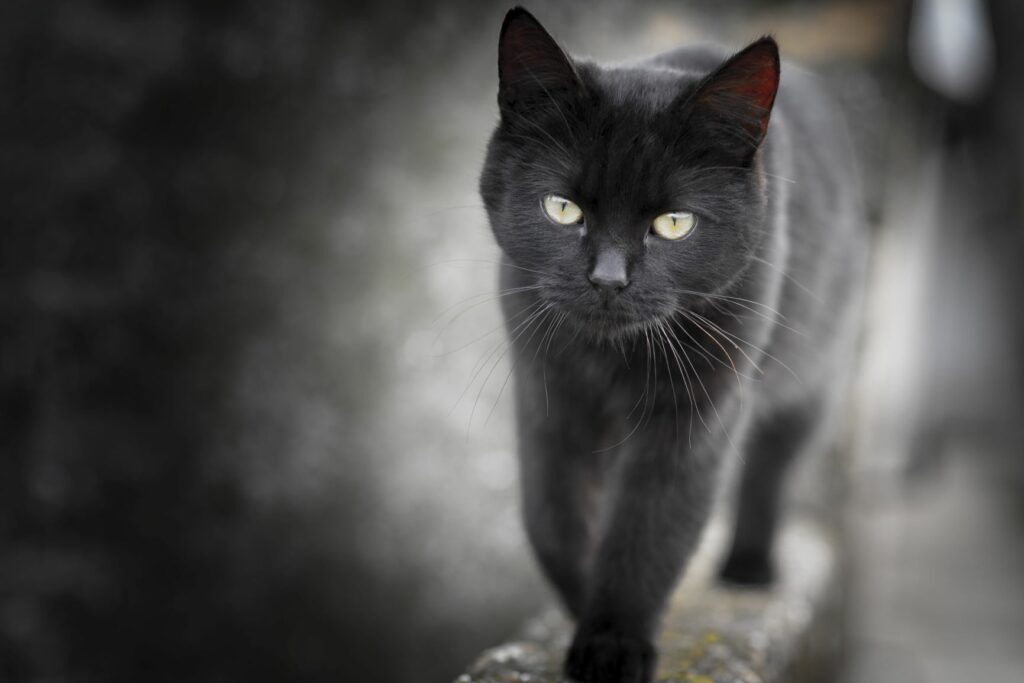 black cat photography