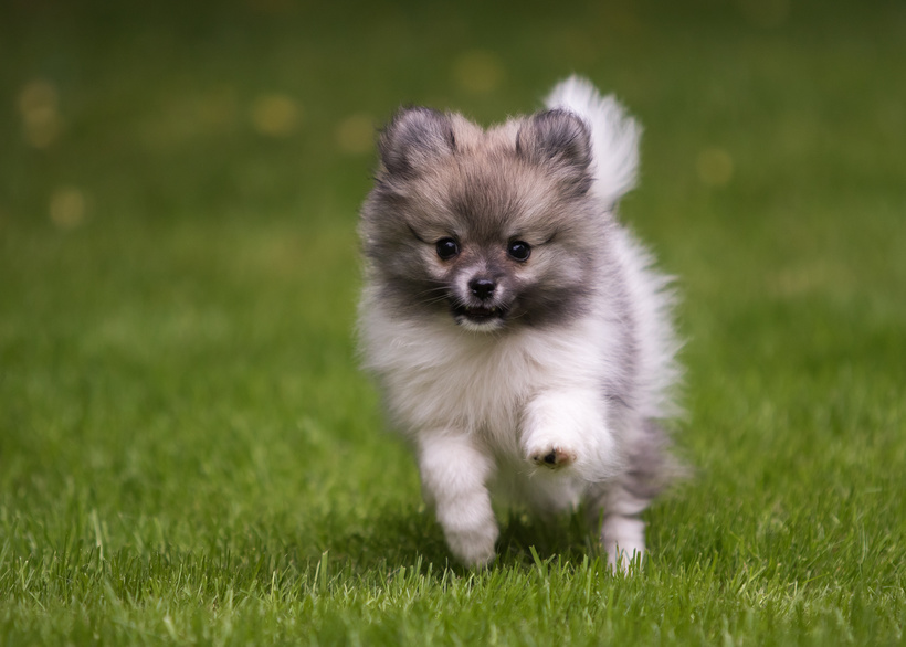 Grey pomeranian puppy