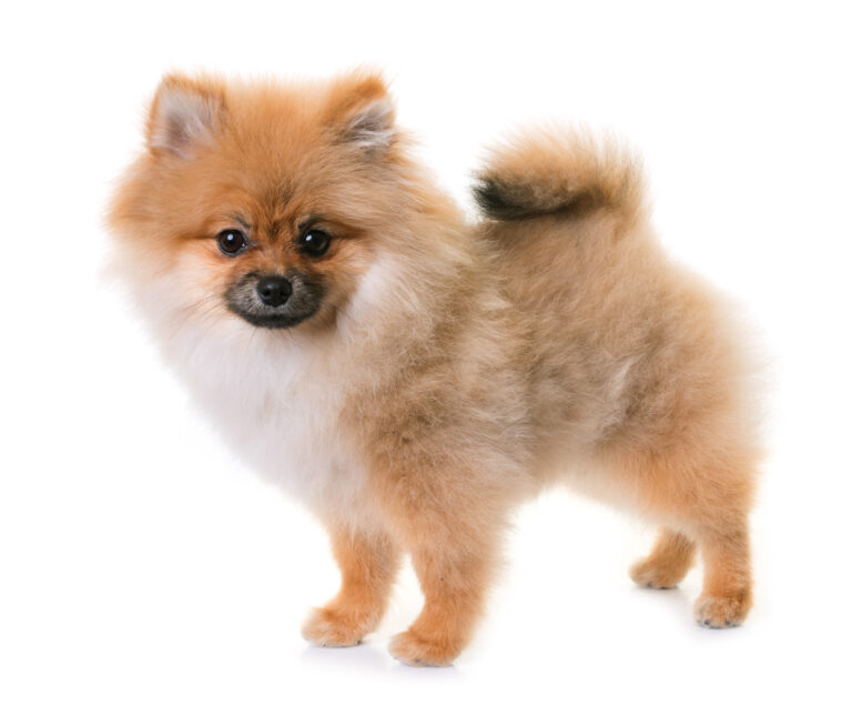 Pomeranian dog breed