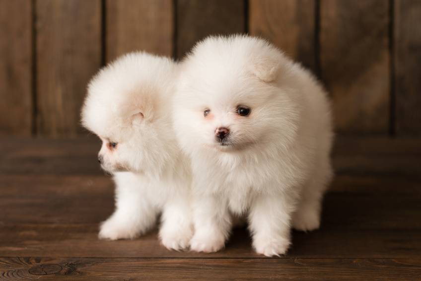 White pomeranian puppies