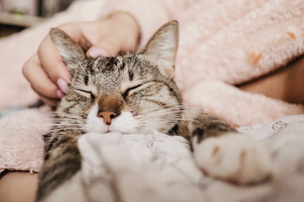 cat purring cat purring