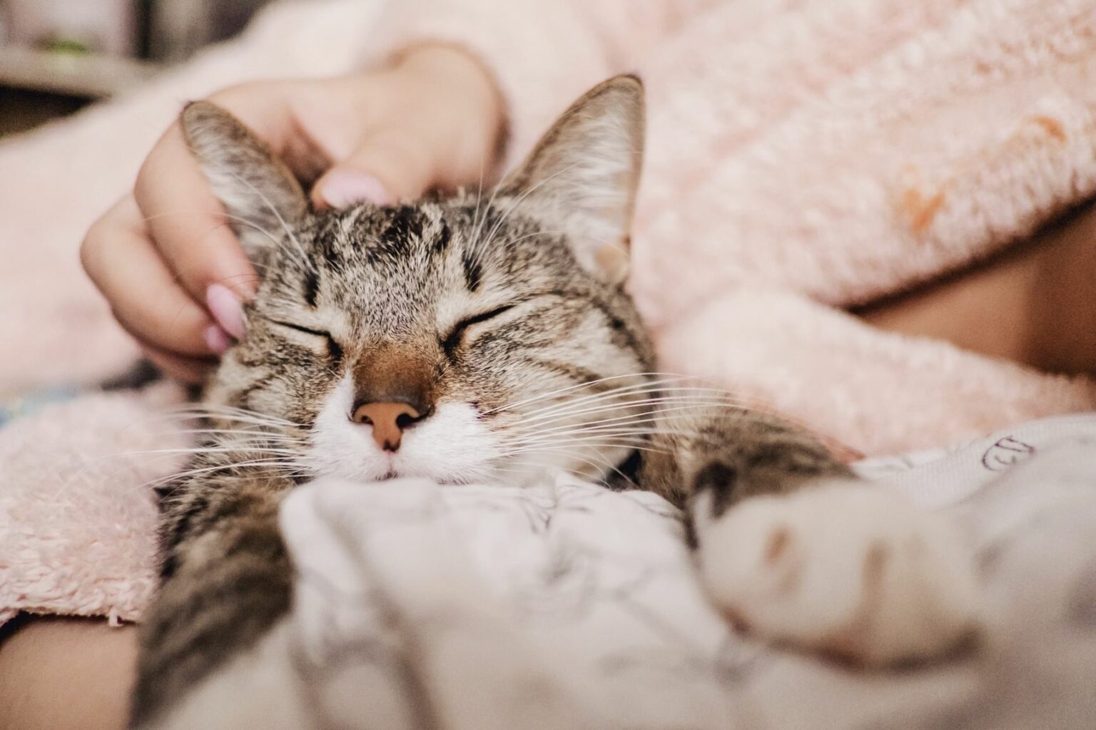cat purring