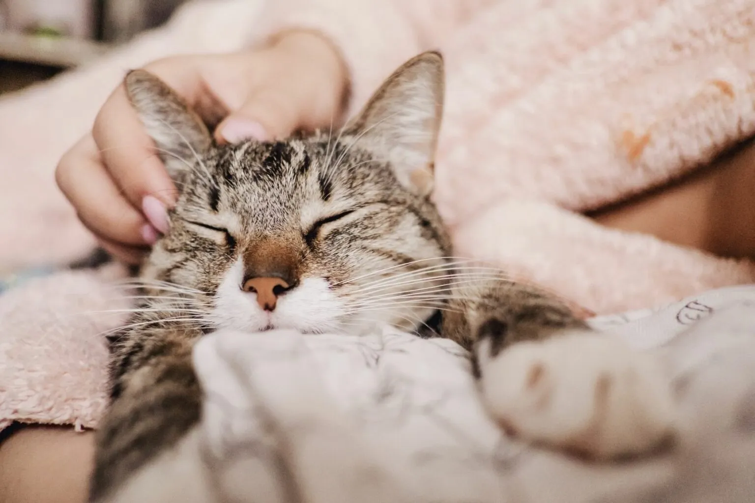 cat purring