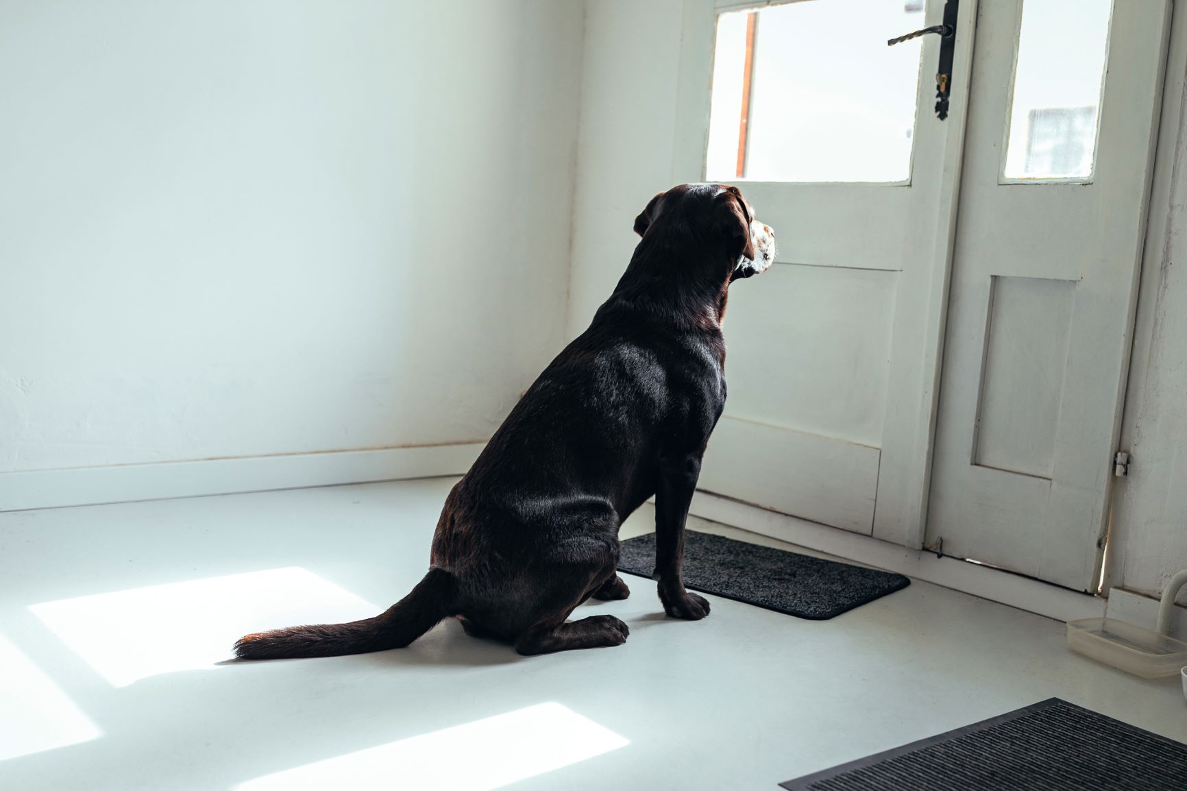 Leaving dogs alone Training with separation anxiety zooplus Magazine
