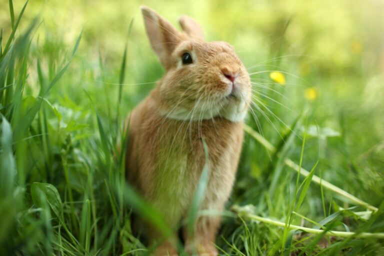 A rabbit outdoors in grass.