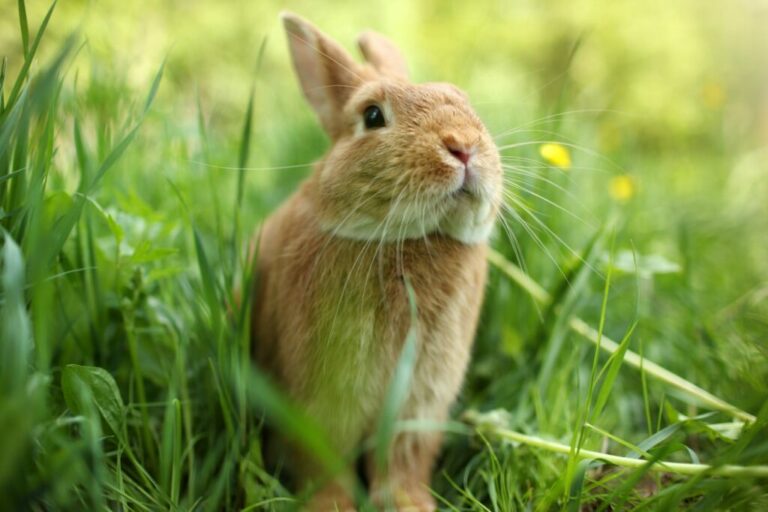 Moving an indoor rabbit outdoors shop
