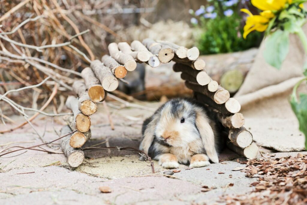 A rabbit outside in a den.
