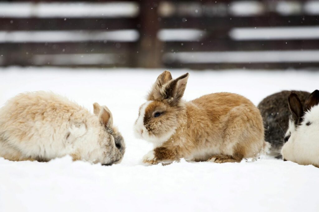 Rabbits playing outside in the snow