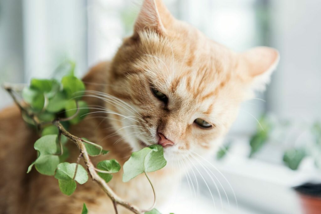 cat sniffing house plant