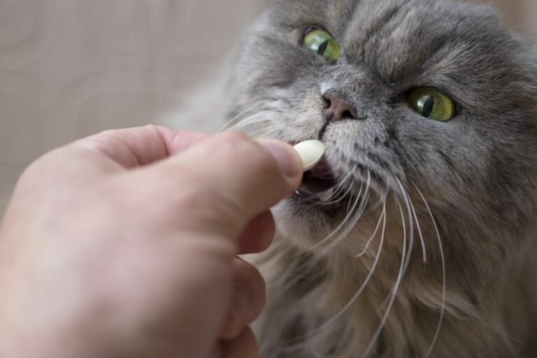 giving cats tablets