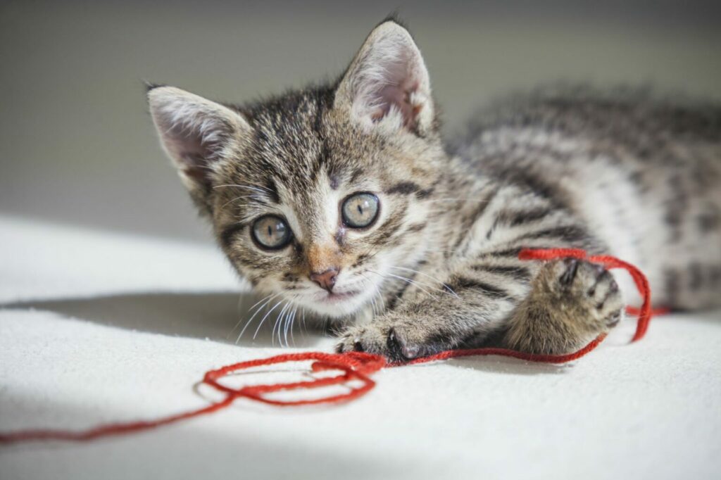string can be dangerous for kittens