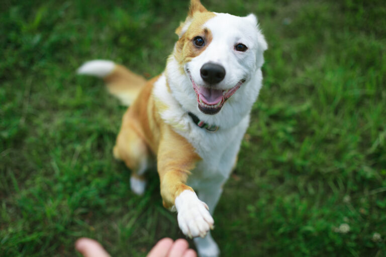 Training adult dogs