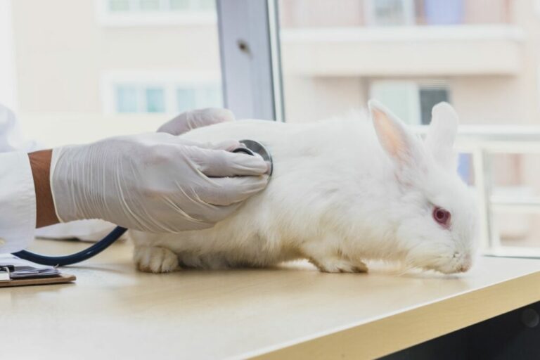 Vet examines rabbit with meteorism