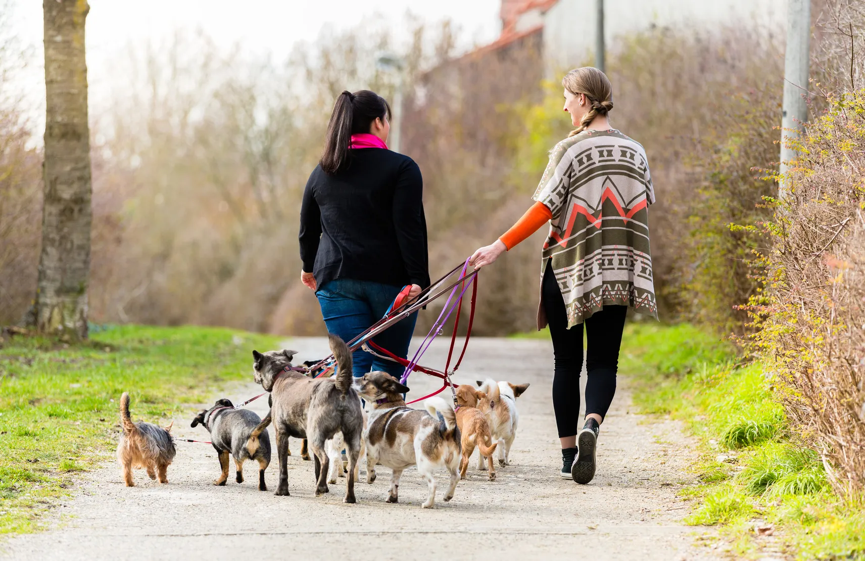 Dog sitters walking their customers Dog sitters walking their customers