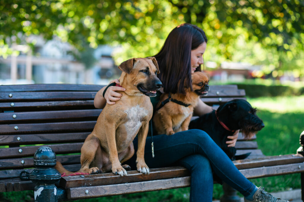 Dog walker sitting on bench and enjoying the park with dogs.