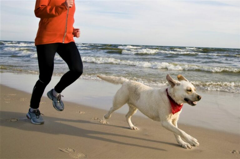 Jogging with your dog