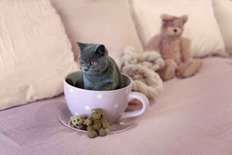 A teacup cat sitting in a teacup.