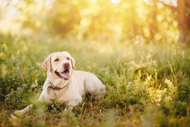 Happy Labrador in the park on a summer’s day