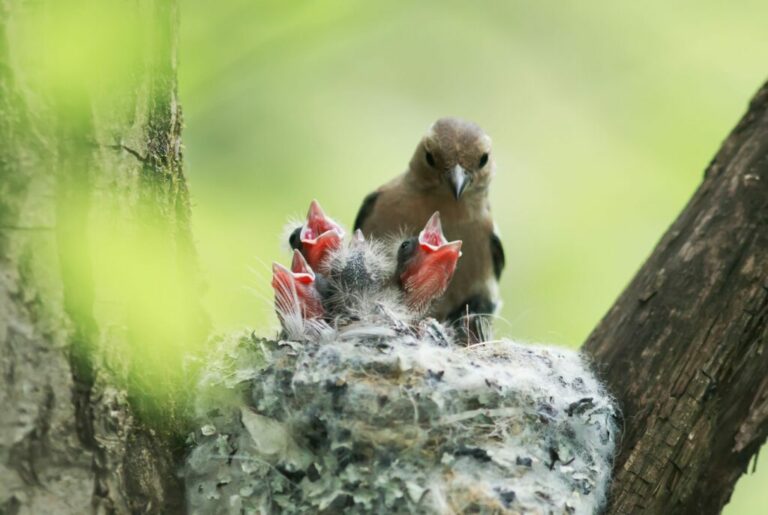 birds nest with chicks