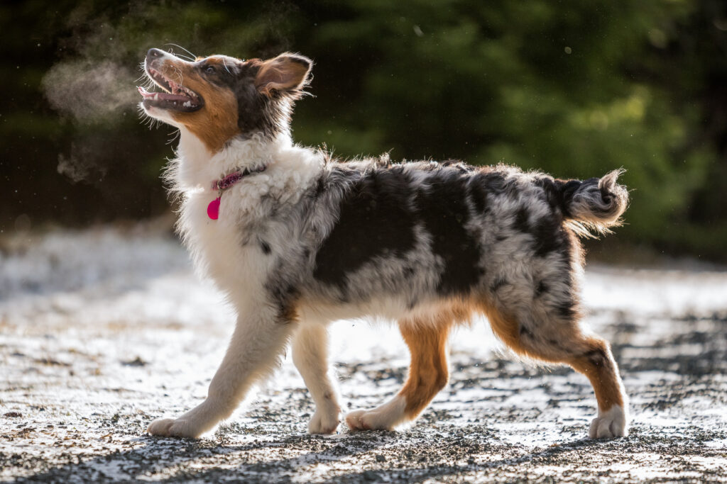 Australian Shepherd puppy