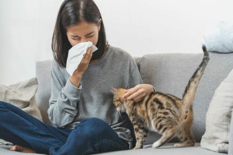 Cat allergy in humans