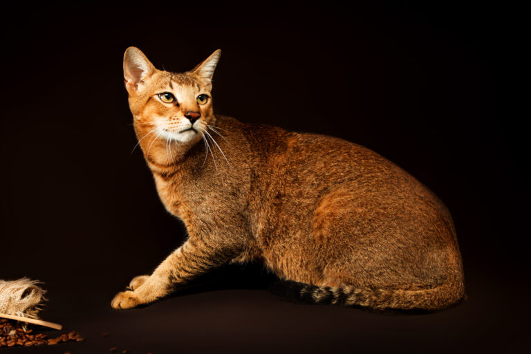 Chausie Cat Breed