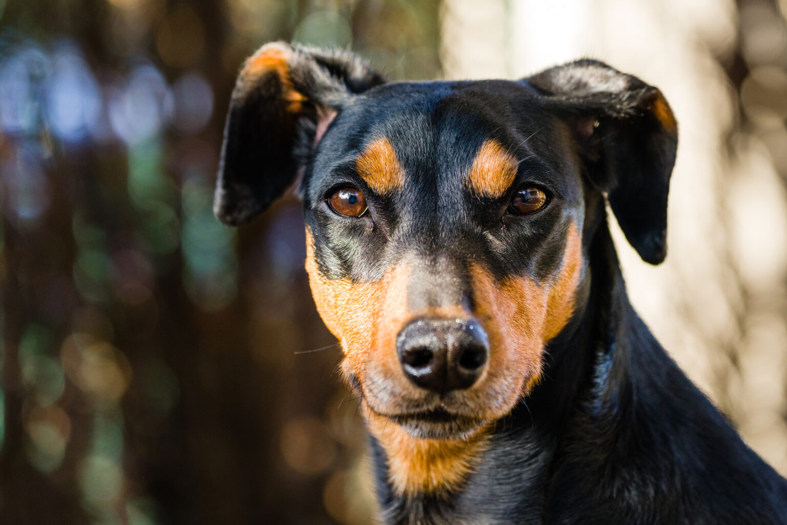 German Pinscher Breed Info & Advice zooplus Magazine