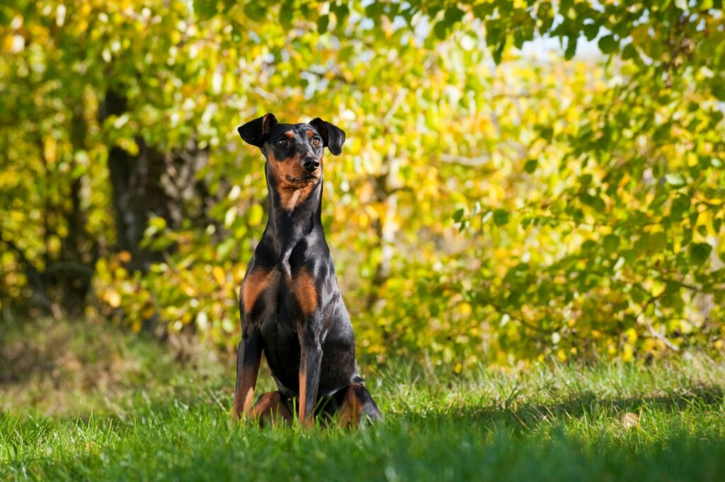 German Pinscher sitting in the sunshine