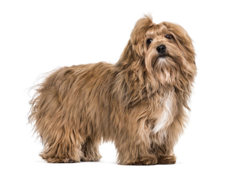 Havanese dog