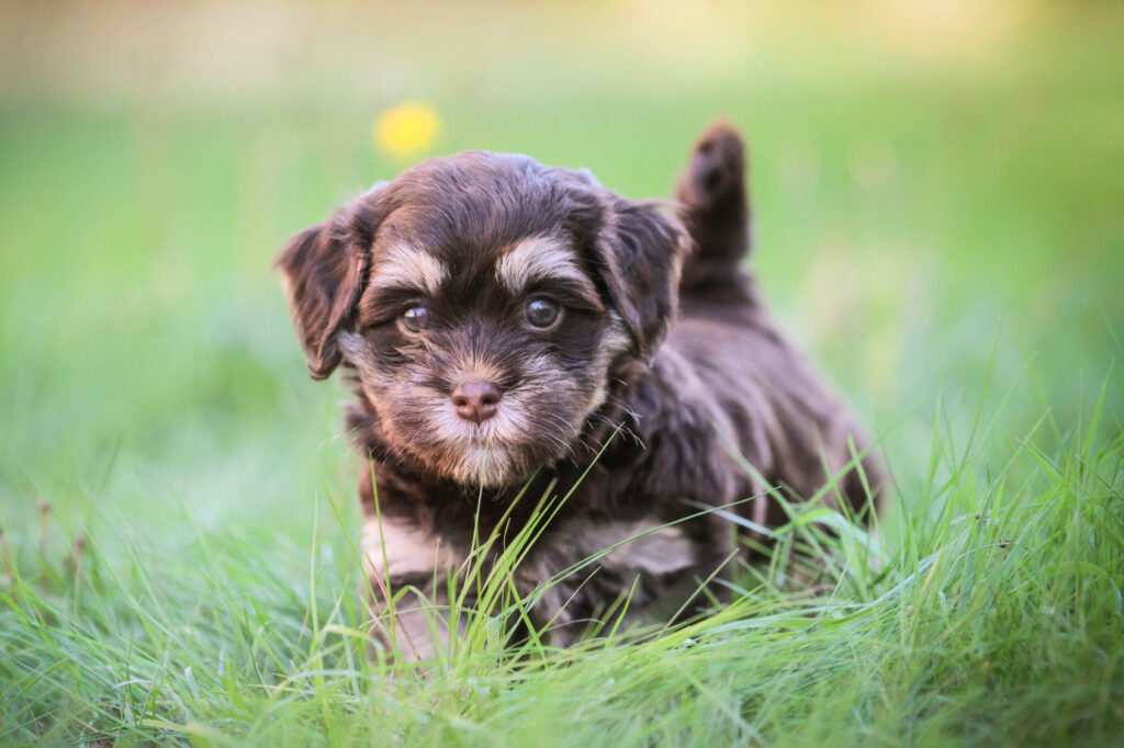 Havanese puppy