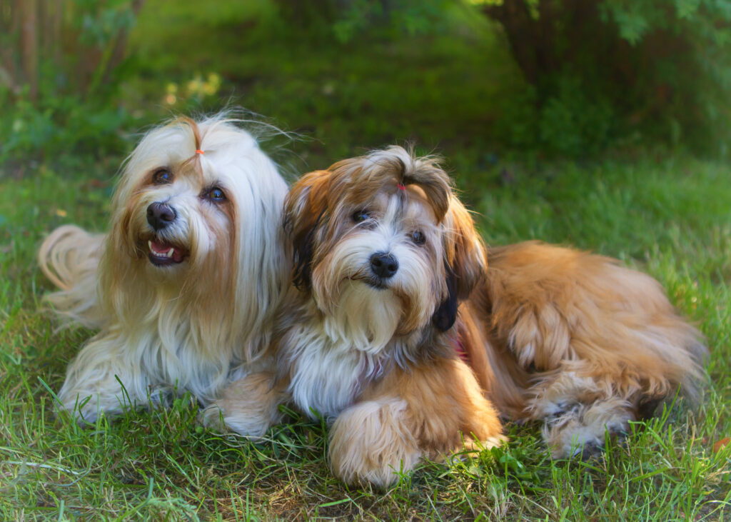 Havanese dogs in a garden