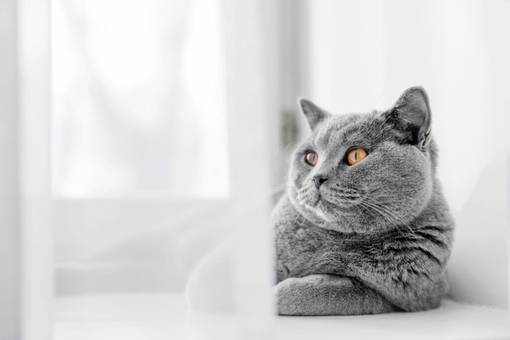 Indoor Cat British Shorthair Indoor Cat British Shorthair