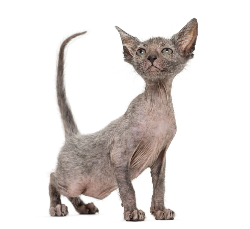 Lykoi cat