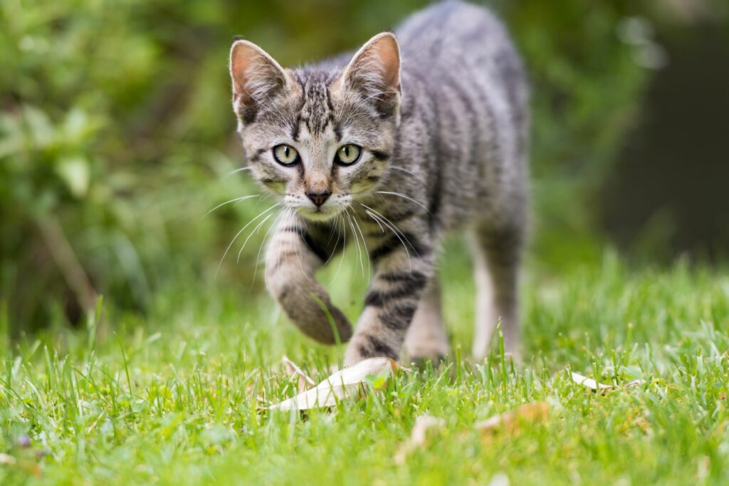 Outdoor cats What to consider zooplus Magazine