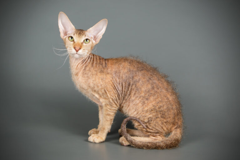 Peterbald cat